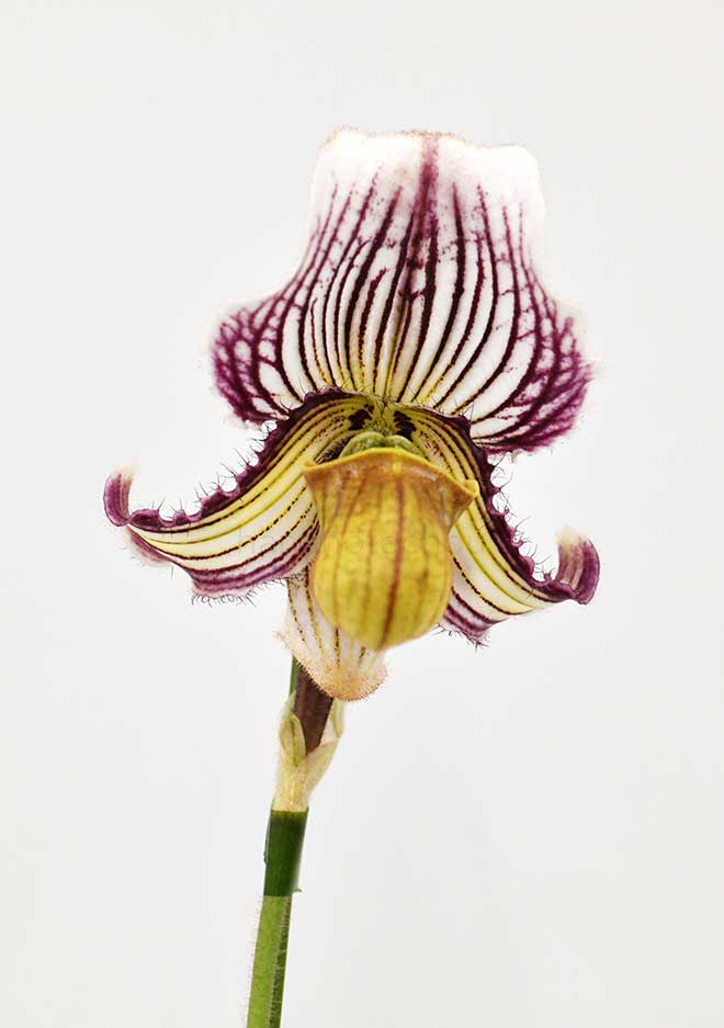パフィオペディラム フェイリアナム ’アイワ’｜花の手帖の蘭図鑑