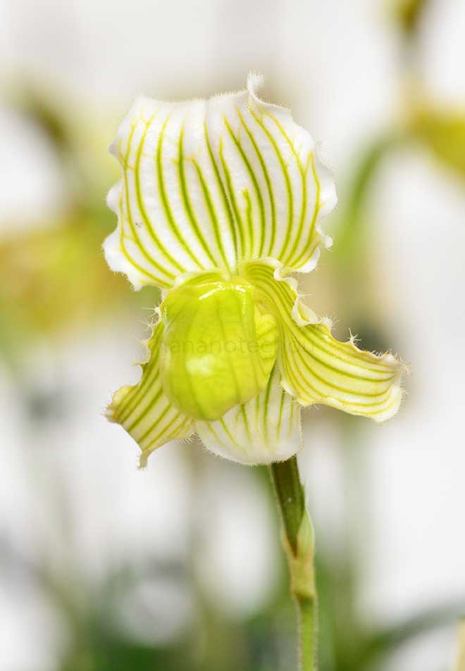 パフィオペディラム フェイリアナム アルバム ’ナカトー No.2’|花の手帖の蘭図鑑