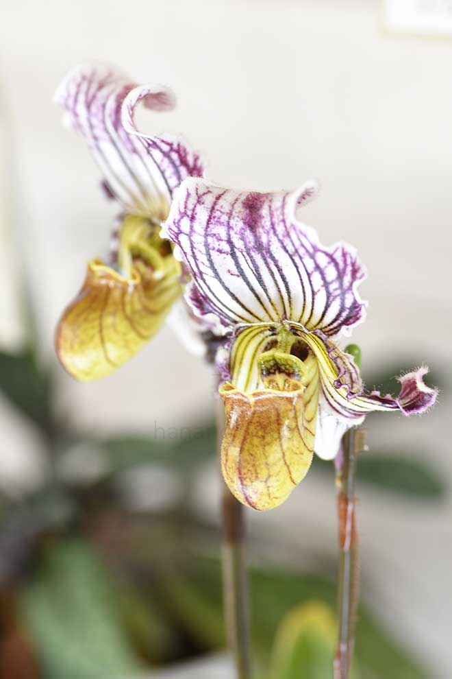 パフィオペディラム フェイリアナム ’ビー クール’｜花の手帖の蘭図鑑