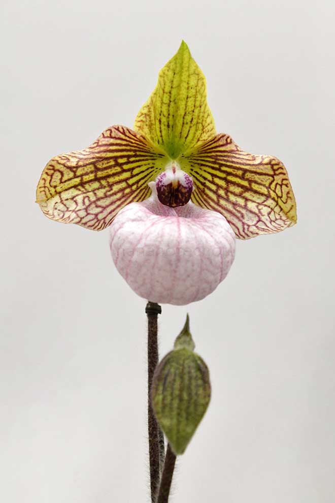 パフィオペディラム ファナティカム ’アップル キャッチャー’|花の手帖の蘭図鑑
