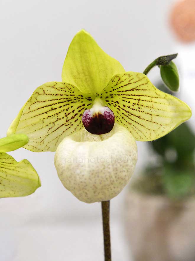 パフィオペディラム ファナティカム ’ブール ドゥ ネージュ’｜花の手帖の蘭図鑑