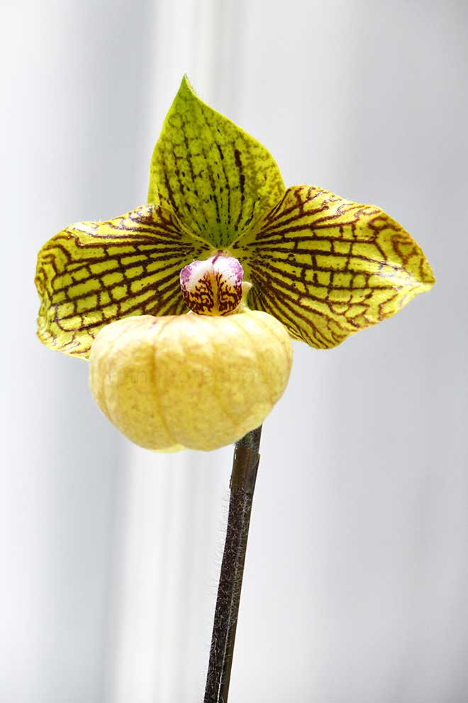 パフィオペディラム ファナティカム ’ギズモ’｜花の手帖の蘭図鑑