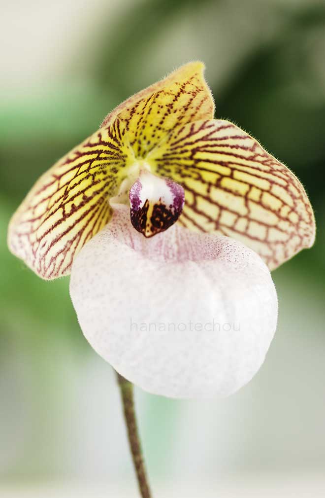 パフィオペディラム ファナティカム 'J. U. ワンダー'|花の手帖の蘭図鑑