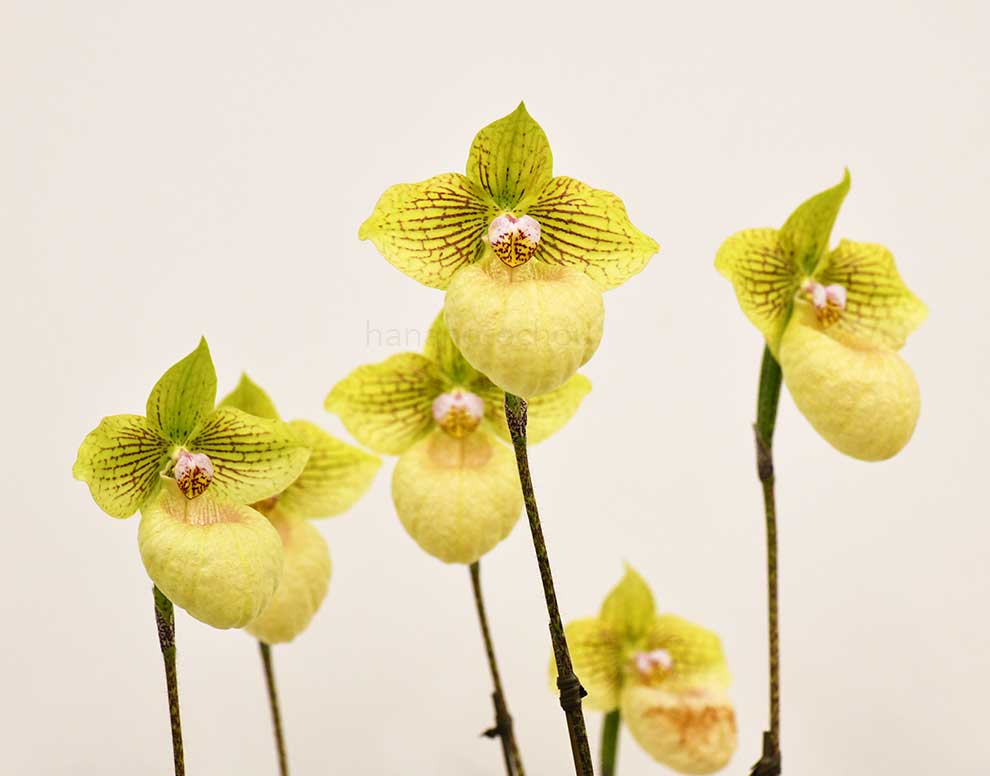 パフィオペディラム ファナティカム ’シミズ デライト’|花の手帖の蘭図鑑