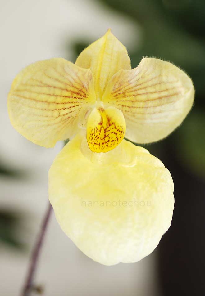 パフィオペディラム フミズ デライト 'ボン'｜花の手帖の蘭図鑑