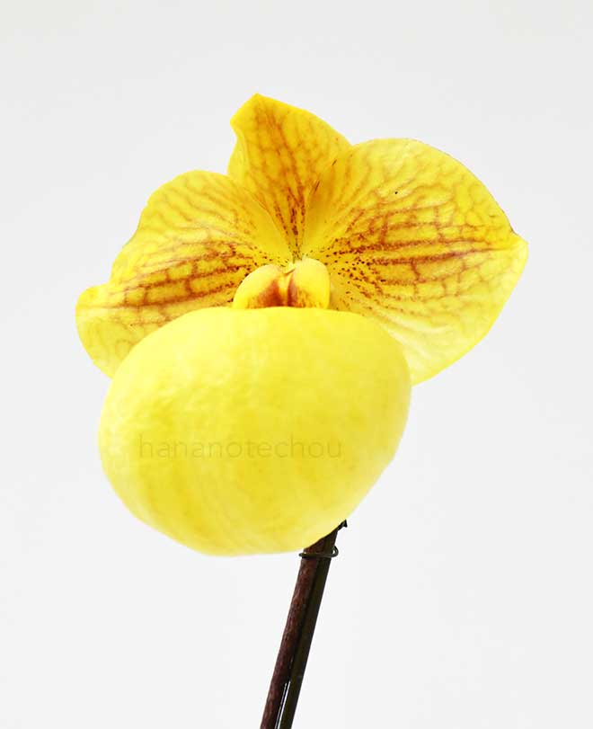 パフィオペディラム フミズ デライト　’FN-Beat’｜花の手帖の蘭図鑑