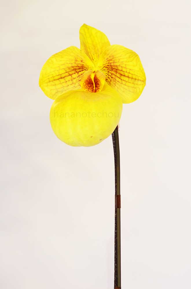 パフィオペディラム フミズデライト スーパー クール ナンバー7｜花の手帖の蘭図鑑