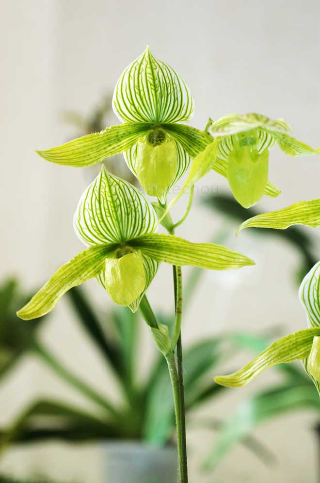 パフィオペディラム グリーン ホライゾン 'グリーン ピクシィ'｜花の手帖の蘭図鑑