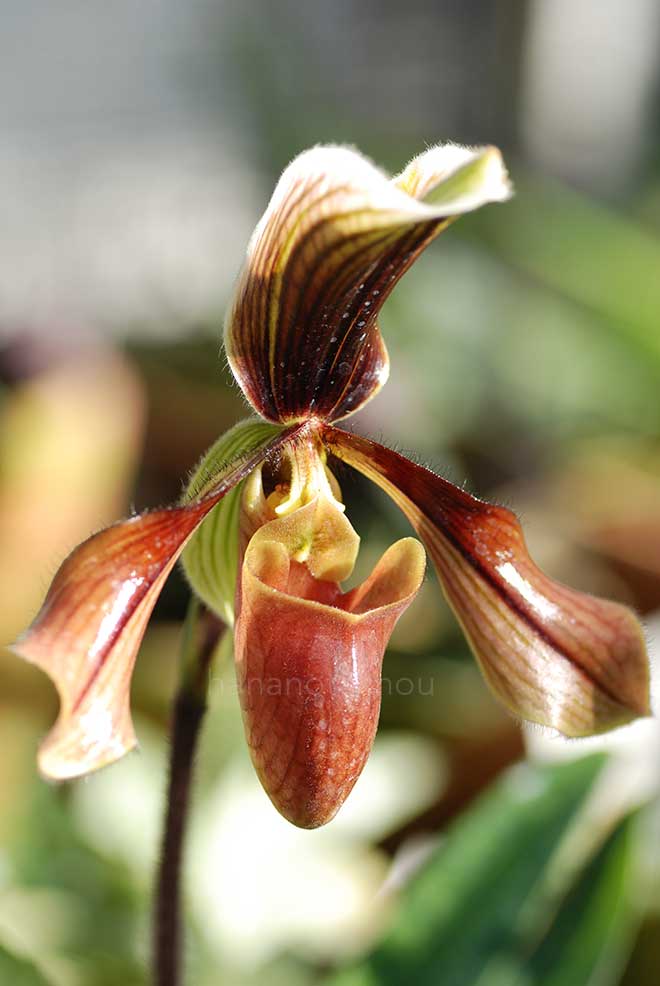 パフィオペディラム ハリシアナム｜花の手帖の蘭図鑑