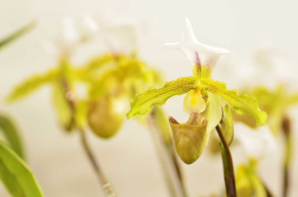 パフィオペディラム ホウ ジー ラバーズ ’エンジェル ビーツ’｜花の手帖の蘭図鑑