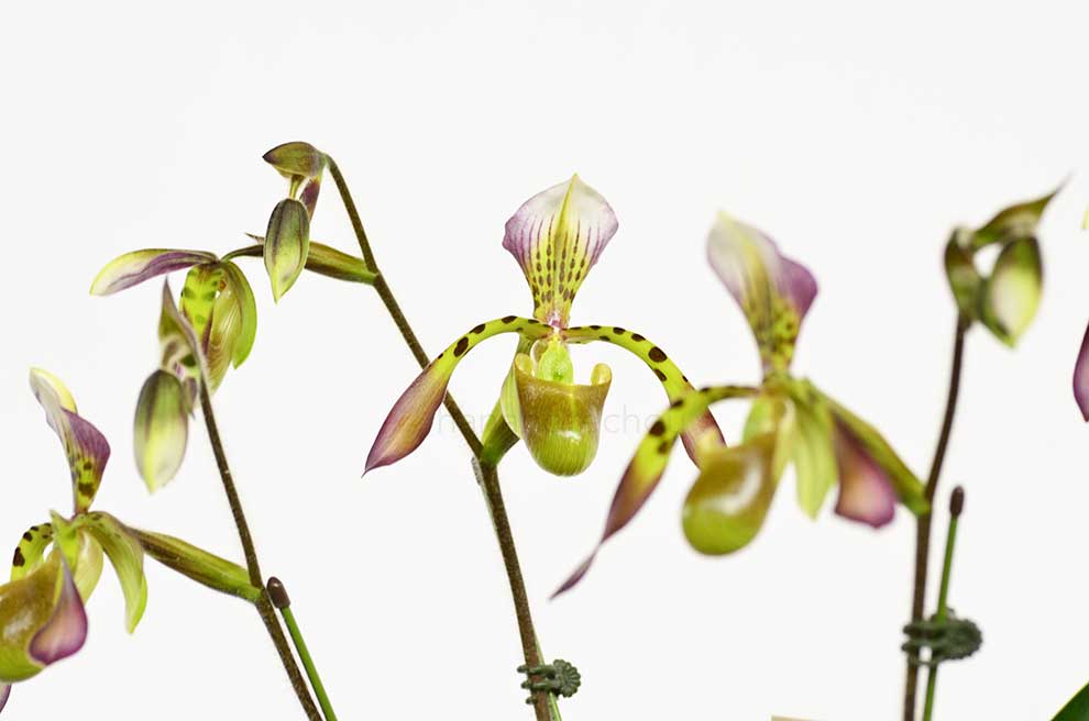 パフィオペディラム ハイナルディアナム ’オーシャン #10’｜花の手帖の蘭図鑑