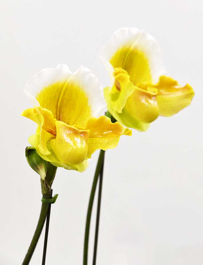 パフィオペディラム ヘラス ’サンセット’|花の手帖の蘭図鑑