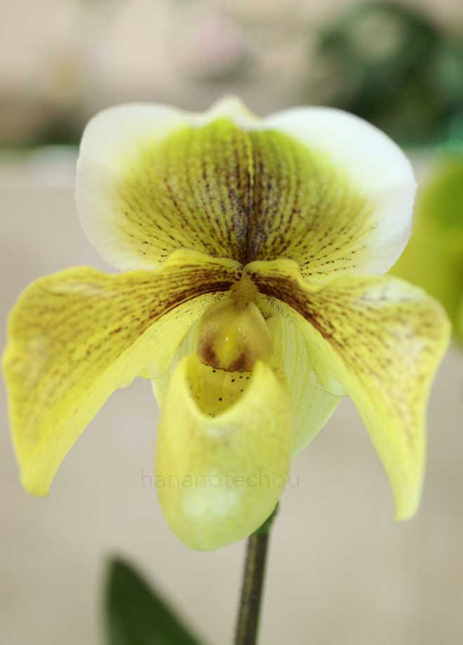 パフィオペディラム ヘラス x マリポエンセ｜花の手帖の蘭図鑑