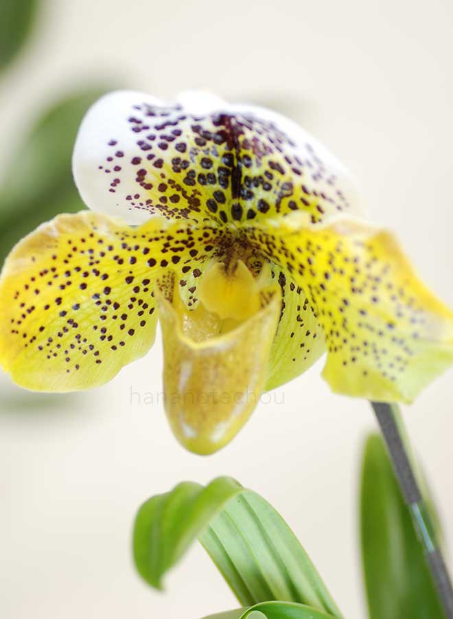 パフィオペディラム ヒロ ギャラクシー x ハマナ マリン 'ストーン ミト'|花の手帖の蘭図鑑