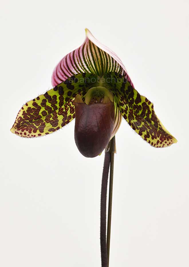 パフィオペディラム フーチー クーチー ウォーターズ ’スポッテッド ウィングス’|花の手帖の蘭図鑑