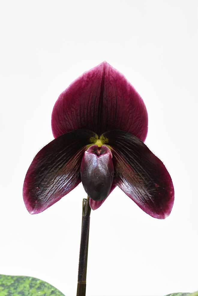 パフィオペディラム {(シンイン カルロス x ウッド ワンダー) x マジック グランド} 'エボニー クイーン'|花の手帖の蘭図鑑