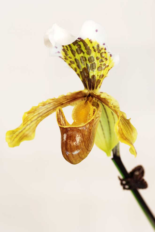 パフィオペディラム インシグネ ’アッサム’｜花の手帖の蘭図鑑