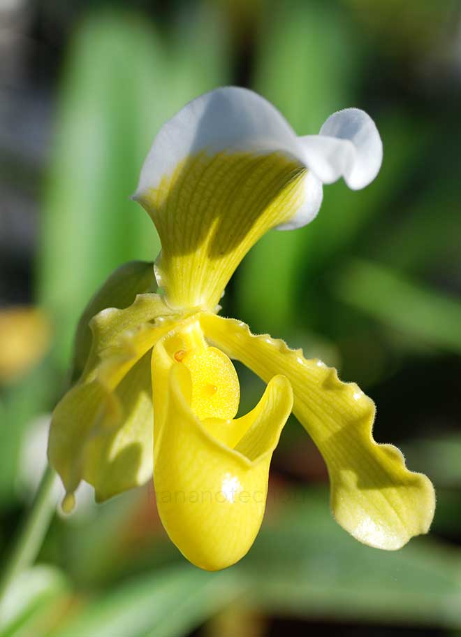 パフィオペディラム インシグネ サンデレー|花の手帖の蘭図鑑