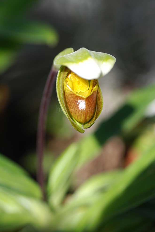 パフィオペディラム インシグネ サンデレー|花の手帖の蘭図鑑