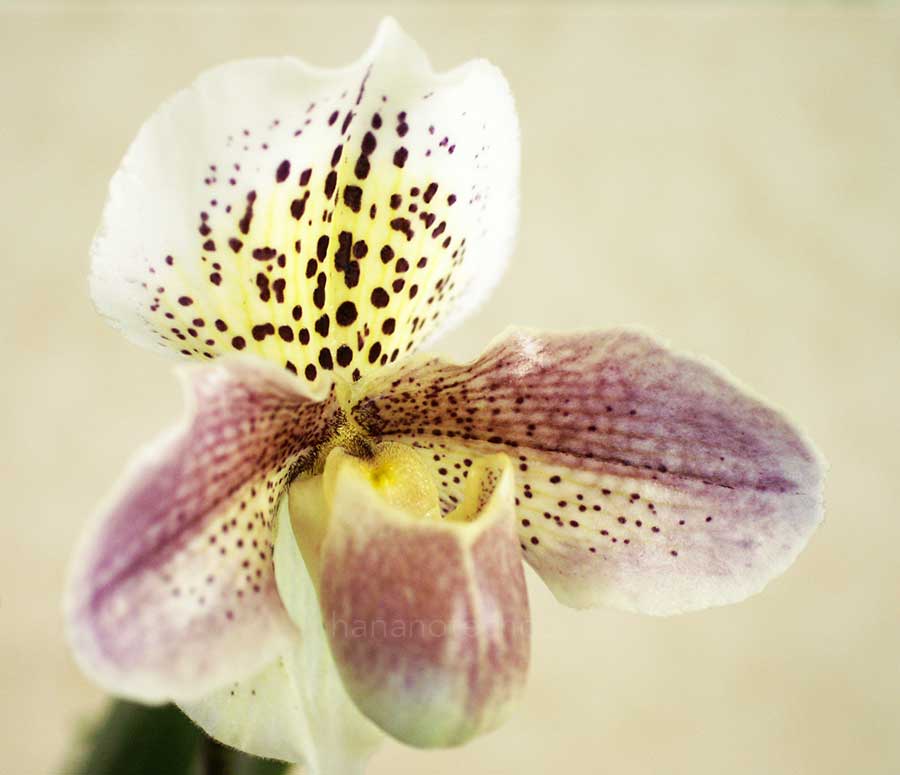 パフィオペディラム イザヨイ ピンクパンサー 'ヒサコ'|花の手帖の蘭図鑑