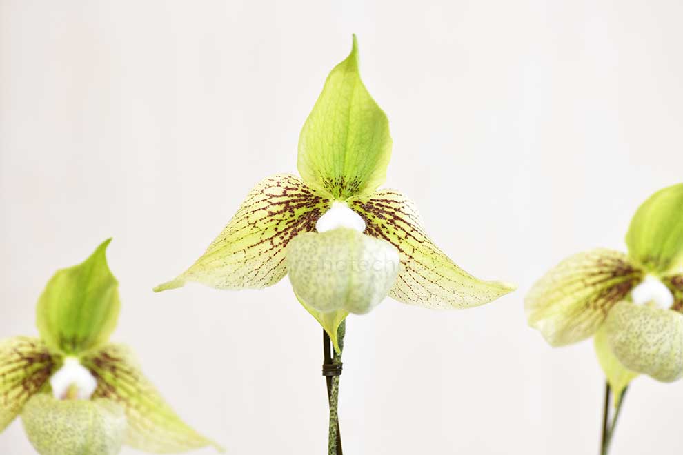 パフィオペディラム ジャッキー ’ロビンソン’｜花の手帖の蘭図鑑