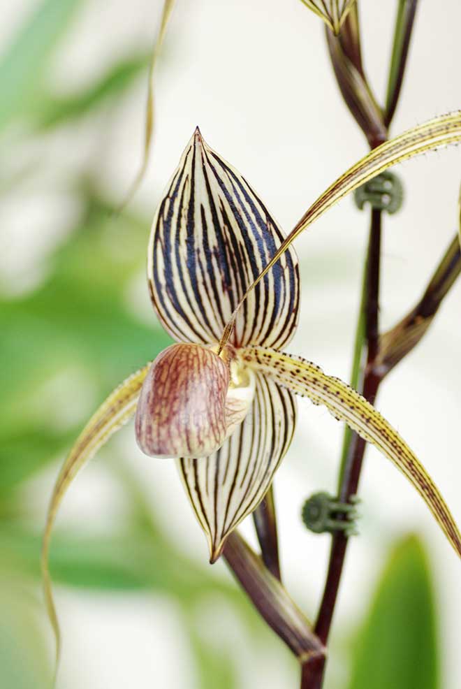 パフィオペディラム レディ ロスチャイルド 'R&T'｜花の手帖の蘭図鑑