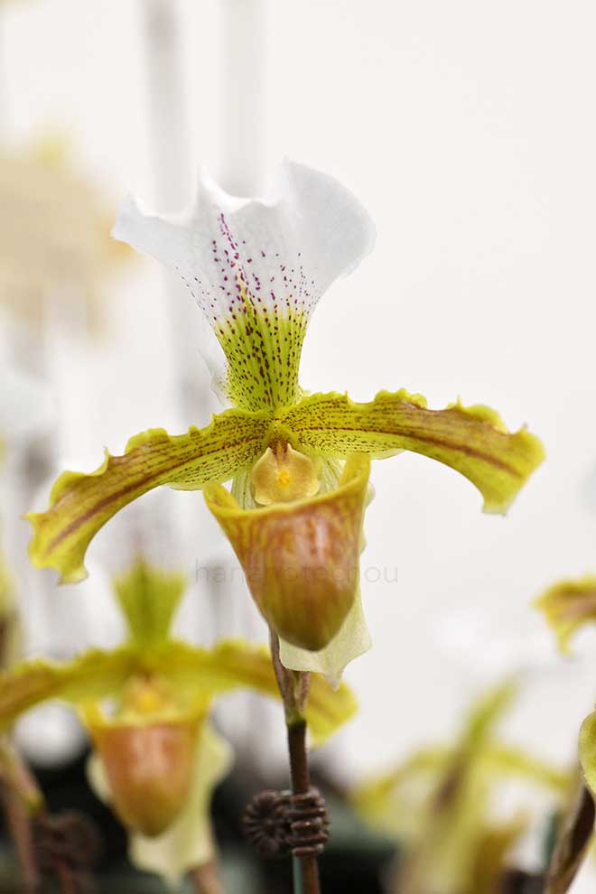 パフィオペディラム リーアナム ’PT’｜花の手帖の蘭図鑑