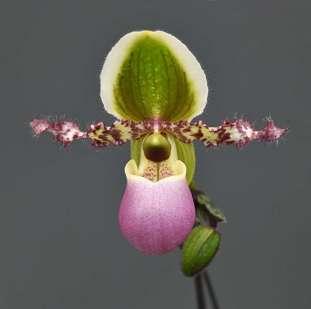 パフィオペディラム リーミアナム ’コウキ’|花の手帖の蘭図鑑