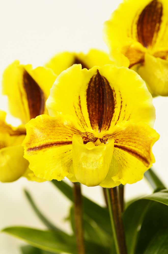 パフィオペディラム リッペワンダー ’ムツミ’｜花の手帖の蘭図鑑