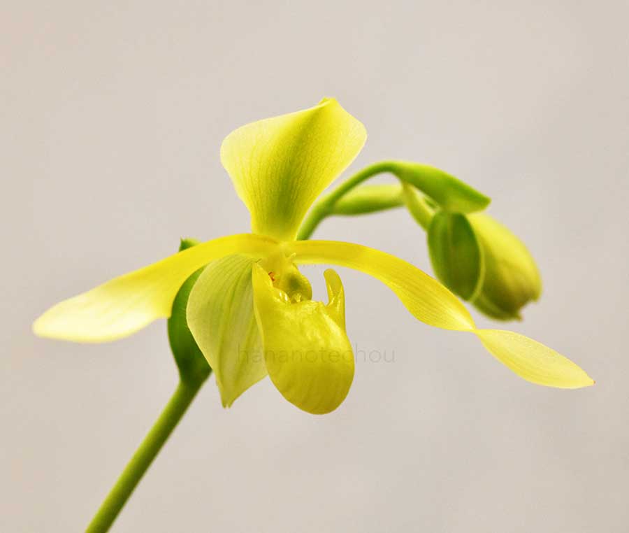 パフィオペディラム ローウィ アルバム ’エメラルド ソード’|花の手帖の蘭図鑑