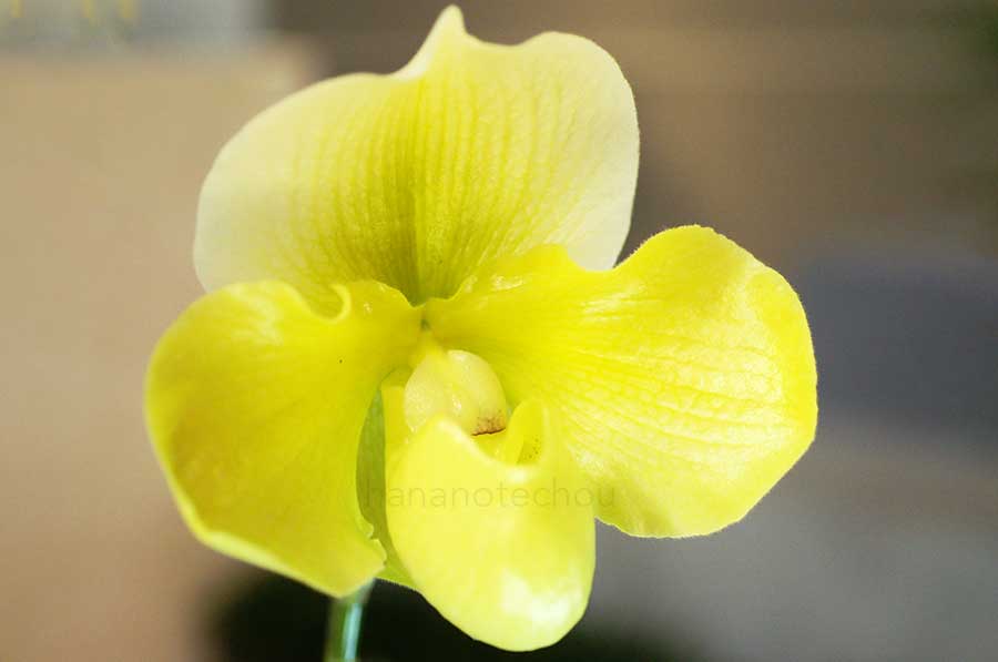 パフィオペディラム マジック マウンテン x アルメニアカム
'ゴールデン ファンタジー'|花の手帖の蘭図鑑