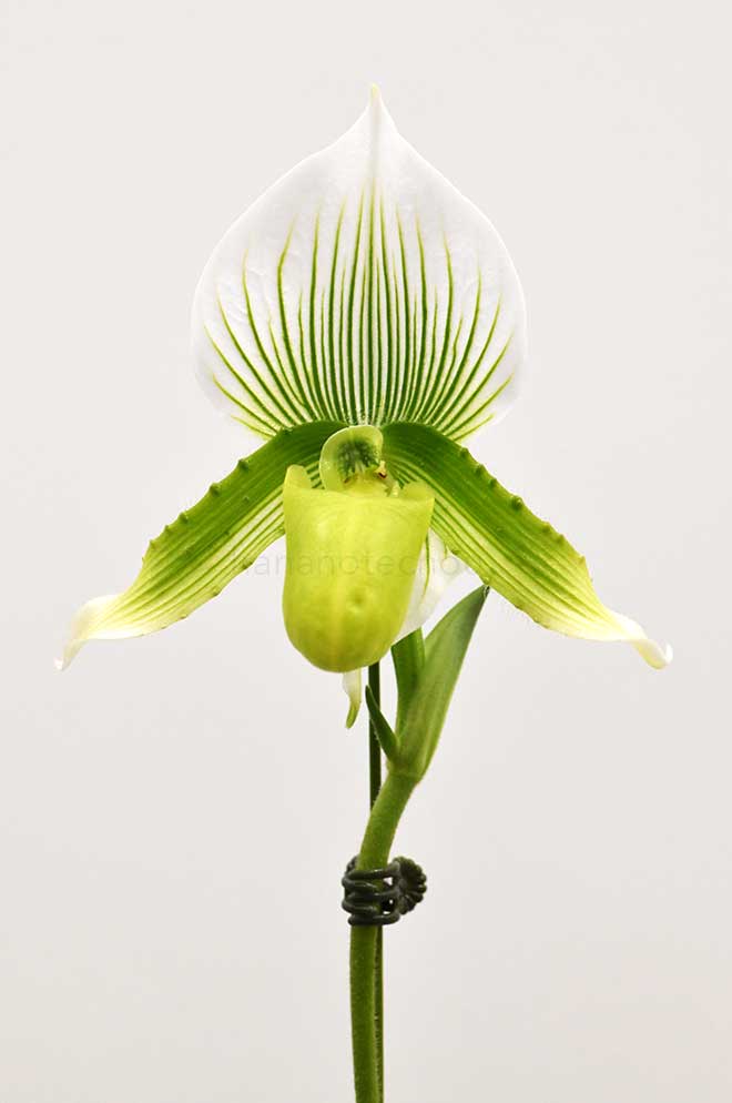 パフィオペディラム モーディエ x エンザン ジュエル ’ロザリー’|花の手帖の蘭図鑑