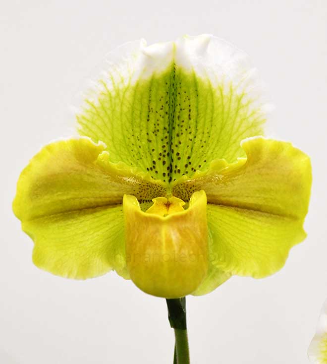 パフィオペディラム メガ シャムロック ’シャイニー ブラウン’|花の手帖の蘭図鑑