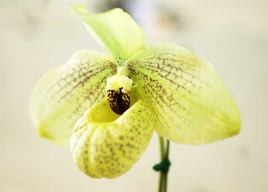 パフィオペディラム メモリア ラリー ヘウアー ’モナミ’｜花の手帖の蘭図鑑