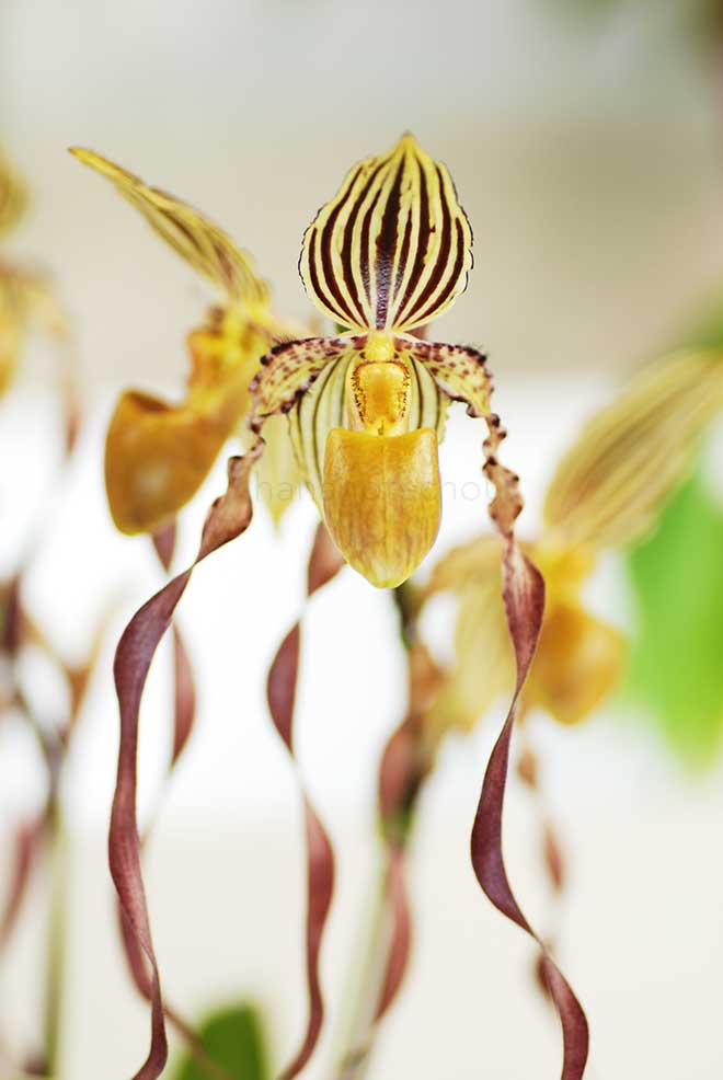 パフィオペディラム ミカエル クーポウィッツ ’ホソノ’|花の手帖の蘭図鑑