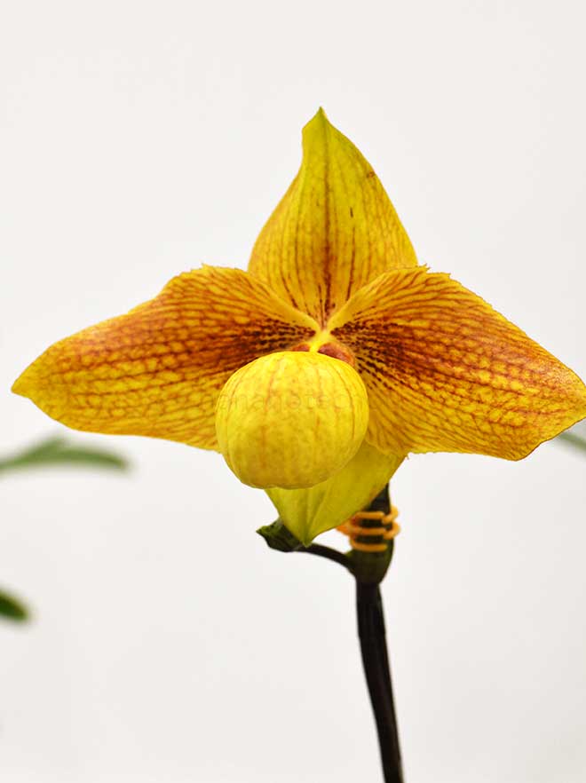 パフィオペディラム ミクラン マジック　x ハンギアナム ’ソル デル コラソン’｜花の手帖の蘭図鑑