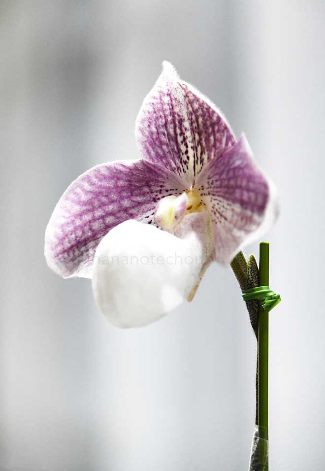 パフィオペディラム (ミクランサム x インチャーム スペース) ’ティー タウン’|花の手帖の蘭図鑑