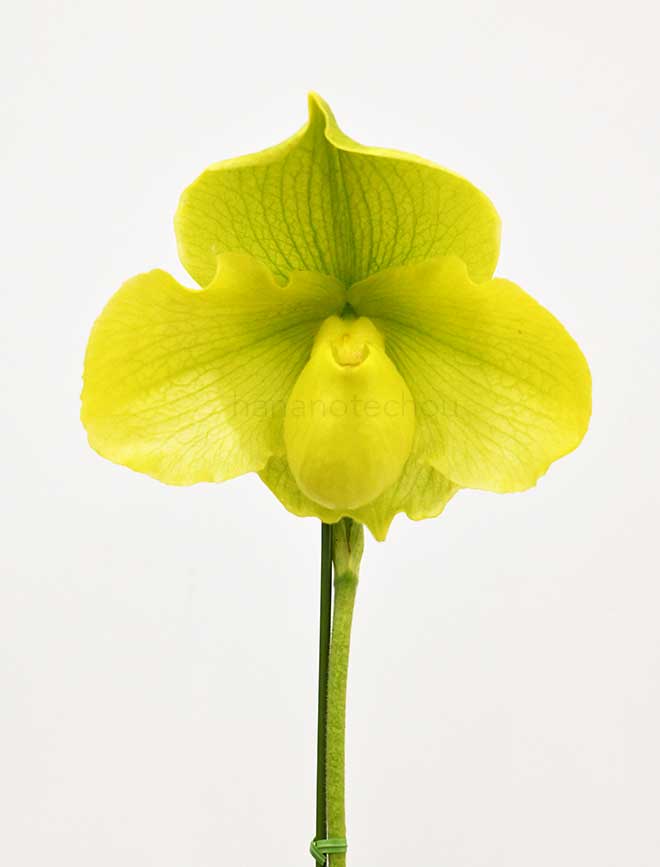 パフィオペディラム ミヤ ラブリー マップ ’グリーン ルーム’｜花の手帖の蘭図鑑