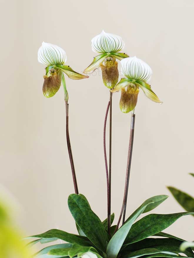 パフィオペディラム モーベン 'ツクバ クラウン'|花の手帖の蘭図鑑