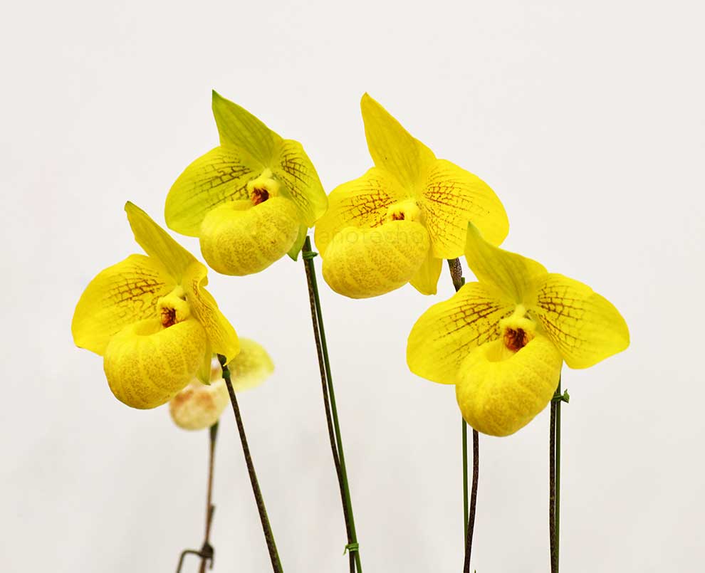 パフィオペディラム ノリト ハセガワ ’ヨーコズ スマイル’｜花の手帖の蘭図鑑