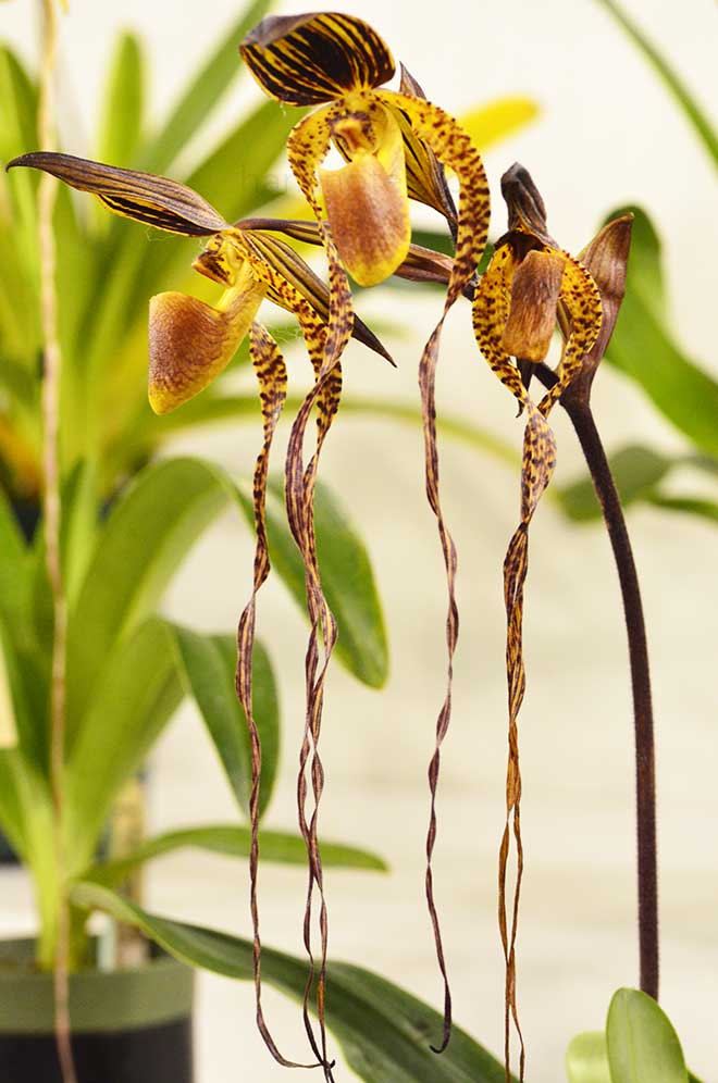 パフィオペディラム ポール パークス ’ブルーメン インセル’|花の手帖の蘭図鑑