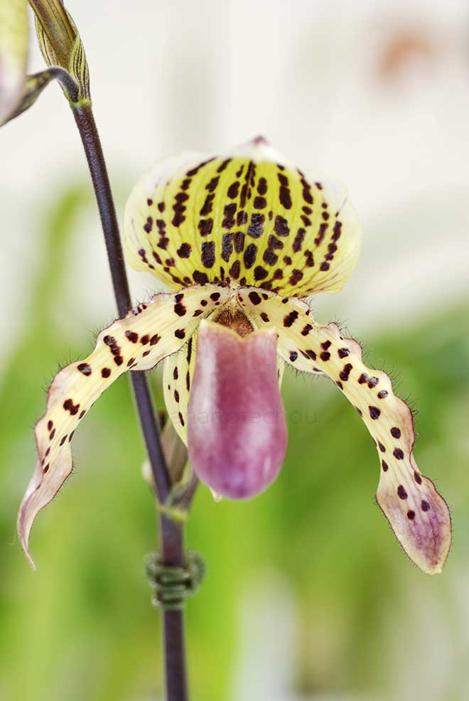 パフィオペディラム ペブルパス 'ビッグ ドロップス'｜花の手帖の蘭図鑑