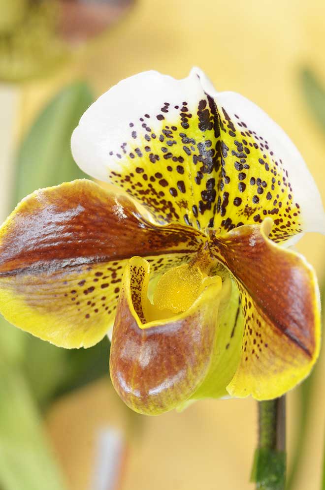 パフィオペディラム ピルズベリー レガシー x ワンダー レッド ’トーキョー ドーム’|花の手帖の蘭図鑑