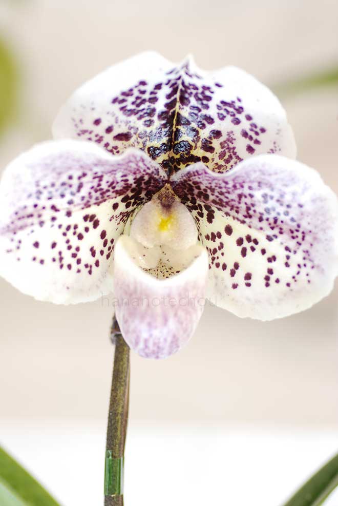 パフィオペディラム ピンカ ディンク ’チェリー ドロップ’|花の手帖の蘭図鑑