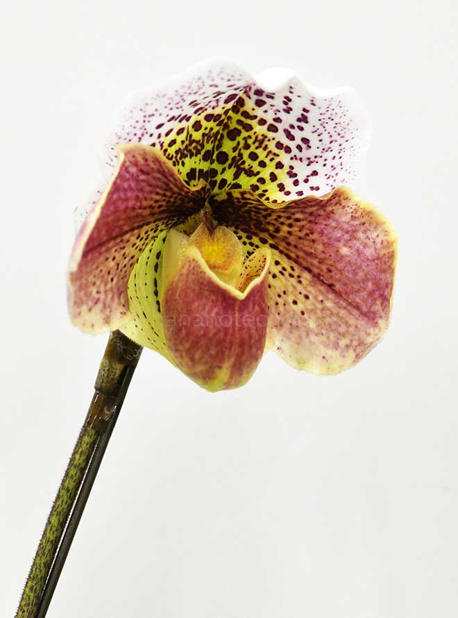 パフィオペディラム ピンク フィールズ ’ゴテンヤマ’｜花の手帖の蘭図鑑