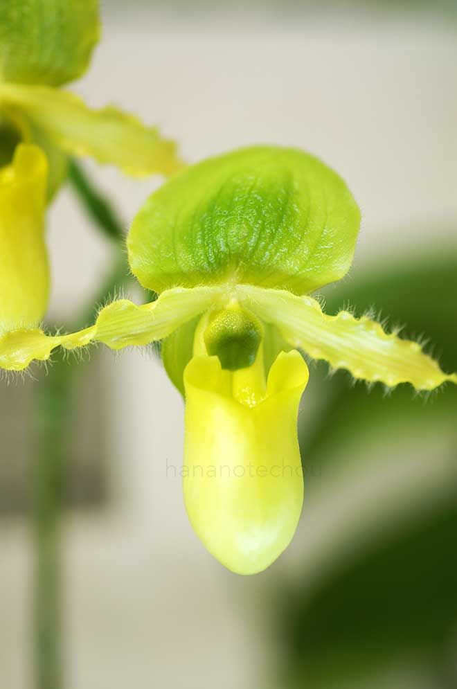 パフィオペディラム プリムリナム 'K-1'|花の手帖の蘭図鑑