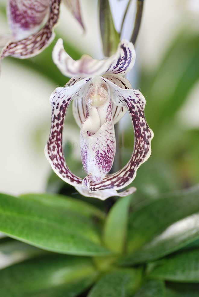 パフィオペディラム レイチェル アンナ ブース 'ダックス'|花の手帖の蘭図鑑