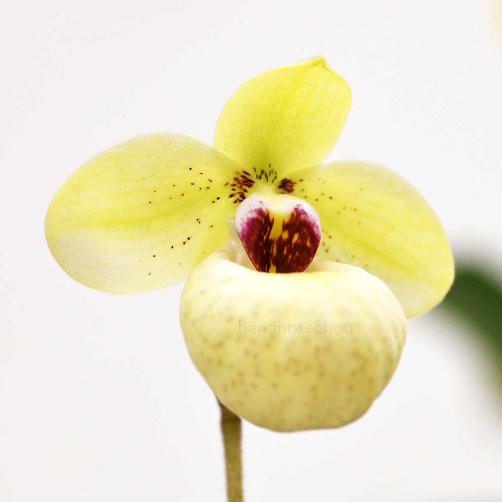 パフィオペディラム ランファン カルテット ’タカシ’｜花の手帖の蘭図鑑