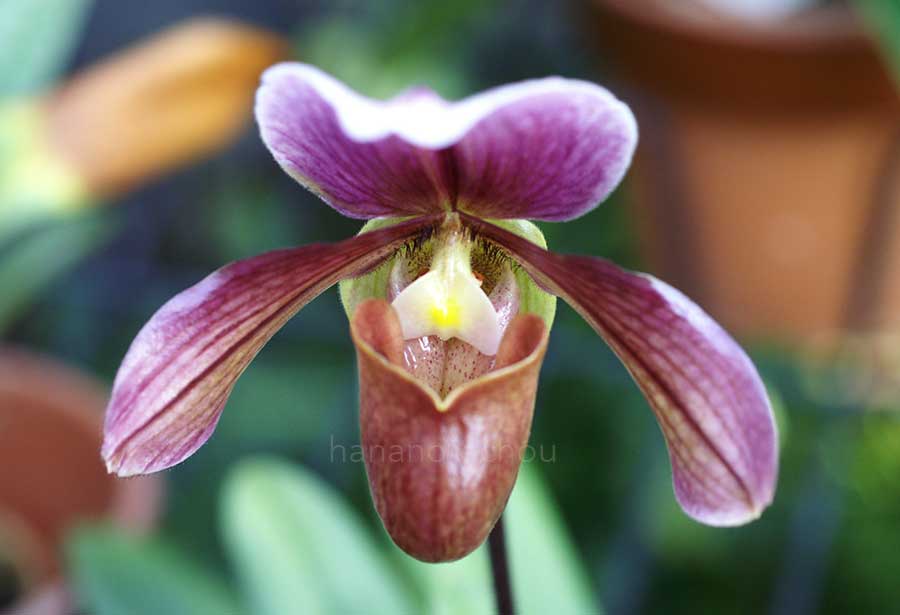 パフィオペディラム ロビンフッド|花の手帖の蘭図鑑