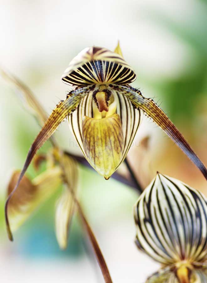 パフィオペディラム セント スイシン ’カラ’|花の手帖の蘭図鑑